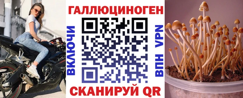 Купить  Правдинск  Галлюциногенные грибы Psilocybe 